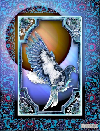 dove11