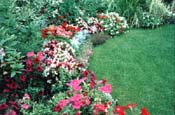 backgarden